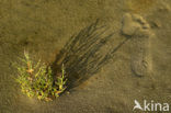 Glasswort (Salicornia europaea)