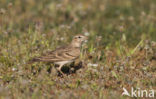 Short-toed Lark (Calandrella brachydactyla)