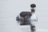 Kuifduiker (Podiceps auritus)