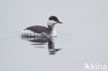 Kuifduiker (Podiceps auritus)