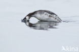 Kuifduiker (Podiceps auritus)