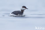 Kuifduiker (Podiceps auritus)