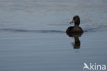 Tufted Duck (Aythya fuligula)