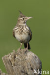 Crested Lark (Galerida cristata)