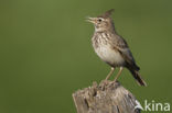 Crested Lark (Galerida cristata)