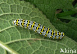 The Mullein (Shargacucullia verbasci)