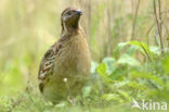 Kwartel (Coturnix coturnix)