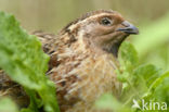 Kwartel (Coturnix coturnix)