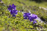 Spurred Viola (Viola calcarata)