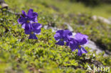 Langgespoord viooltje (Viola calcarata)