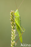 Large-winged Cone-head (Ruspolia nitidula)