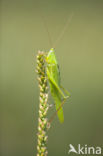 Large-winged Cone-head (Ruspolia nitidula)