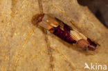 Limnephilus luridus (rode lijst NL