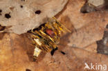 Limnephilus stigma (rode lijst NL