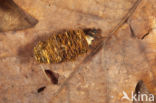 Limnephilus stigma