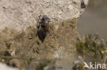 Lindenia tetraphylla