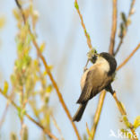 Matkop (Parus montanus) 