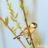 Willow Tit (Parus montanus)