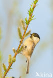 Willow Tit (Parus montanus)