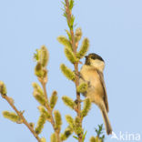 Willow Tit (Parus montanus)