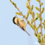 Willow Tit (Parus montanus)