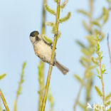 Willow Tit (Parus montanus)