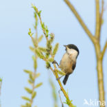 Matkop (Parus montanus) 