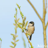 Willow Tit (Parus montanus)