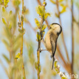 Willow Tit (Parus montanus)