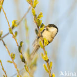 Matkop (Parus montanus) 