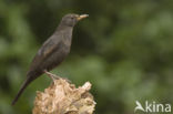 Merel (Turdus merula)