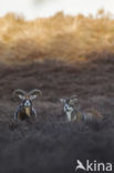 Mouflon (Ovis musimon)