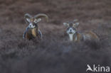 Mouflon (Ovis musimon)