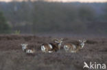 Mouflon (Ovis musimon)