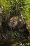 Muskrat (Ondatra zibethicus)