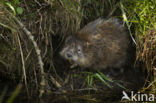 Muskrat (Ondatra zibethicus)