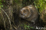 Muskrat (Ondatra zibethicus)