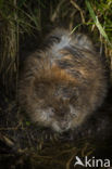 Muskrat (Ondatra zibethicus)