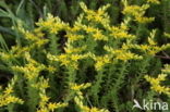 Biting Stonecrop (Sedum acre)