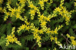 Biting Stonecrop (Sedum acre)