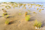 Nationaal park Schiermonnikoog