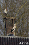 White Stork (Ciconia ciconia)