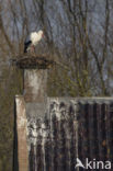 White Stork (Ciconia ciconia)