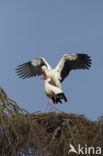 White Stork (Ciconia ciconia)