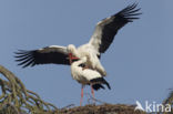 White Stork (Ciconia ciconia)