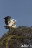 White Stork (Ciconia ciconia)