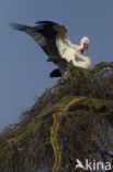 White Stork (Ciconia ciconia)