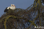 White Stork (Ciconia ciconia)