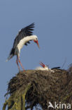 White Stork (Ciconia ciconia)