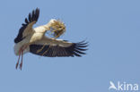 White Stork (Ciconia ciconia)